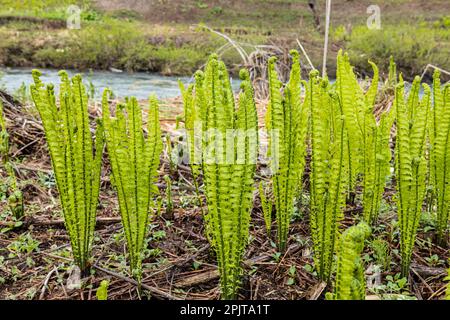 Junger Straußenfarn am Flussufer, japanisches „Kogomi“, wildes Gemüse im Frühling, Yokote-Stadt, Akita, Tohoku, Japan, Ostasien, Asien Stockfoto