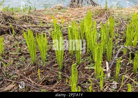 Junger Straußenfarn am Flussufer, japanisches „Kogomi“, wildes Gemüse im Frühling, Yokote-Stadt, Akita, Tohoku, Japan, Ostasien, Asien Stockfoto