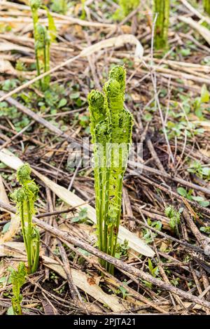 Junger Straußenfarn am Flussufer, japanisches „Kogomi“, wildes Gemüse im Frühling, Yokote-Stadt, Akita, Tohoku, Japan, Ostasien, Asien Stockfoto