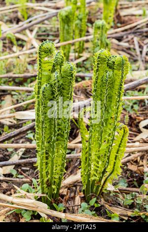 Junger Straußenfarn am Flussufer, japanisches „Kogomi“, wildes Gemüse im Frühling, Yokote-Stadt, Akita, Tohoku, Japan, Ostasien, Asien Stockfoto