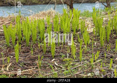 Junger Straußenfarn am Flussufer, japanisches „Kogomi“, wildes Gemüse im Frühling, Yokote-Stadt, Akita, Tohoku, Japan, Ostasien, Asien Stockfoto