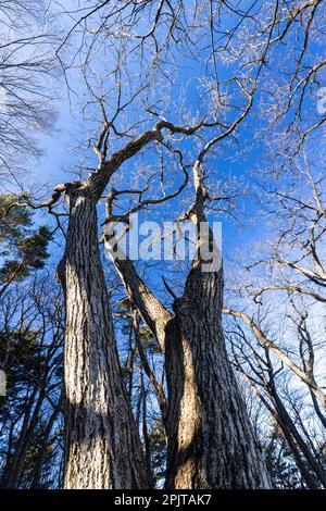 Große wilde Eichen, Winter, Mt. Bounoore, Okutama & Okumusashi Mountains, Hannou Stadt, Saitama Provinz, Japan, Ostasien, Asien Stockfoto