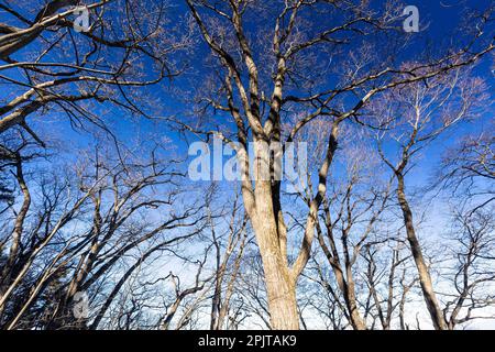Große wilde Eichen, Winter, Mt. Bounoore, Okutama & Okumusashi Mountains, Hannou Stadt, Saitama Provinz, Japan, Ostasien, Asien Stockfoto