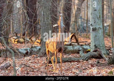 Weißwedelhirsch - der Hinterkopf knabbert die neuen Knospen des Baumes, Waldschäden durch wilde Tiere. Stockfoto