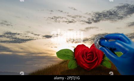 Rose mit Herzform und Stethoskop. Welthypertonietag-Konzept Stockfoto