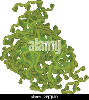 Laminaria-getrockneter Icon-isometrischer Vektor. Zur Gattung der Algen aus der Braunalgenklasse. Umwelt, Unterwasserwelt, Algologie Stock Vektor