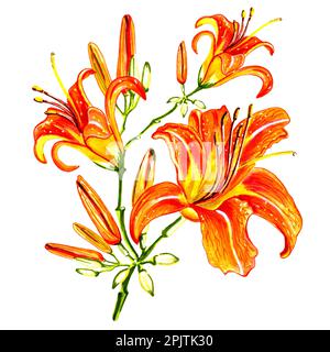 Strauß von Lilienblüten mit Knospen auf weißem Hintergrund. Botanische JPEG-Darstellung mit Blumenmuster. Stockfoto