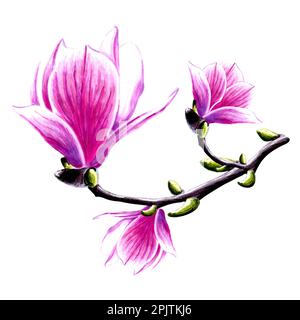 Magnolienblüten auf Ast zeichnen. Botanische JPEG-Darstellung mit Blumenmuster. Stockfoto