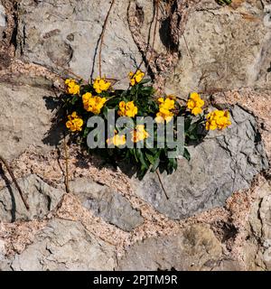 Wandblume mit gelben Blumen, die in einer Wand wachsen April 2023 Stockfoto
