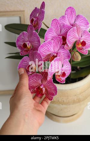Frau mit hübscher rosa Orchideenblume am weißen Tisch, Nahaufnahme Stockfoto