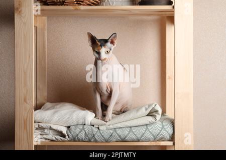 Süße Sphynx-Katze auf Holzregal nahe beiger Wand drinnen Stockfoto