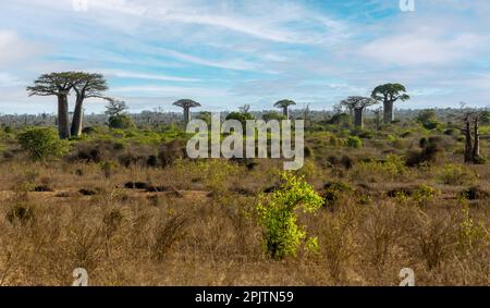 Berühmte Baobab-Bäume in Kivalo. Ein spektakulärer Blick auf den endemischen majestätischen Baum vor dem morgendlichen blauen Himmel. Madagaskar: Naturlandschaft pur Stockfoto