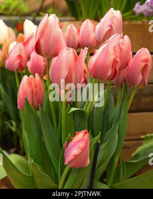 Sanfter und fantastischer Tulpenlachs Van Eijk, lachsrosa im Schatten von tiefem Rosa Stockfoto
