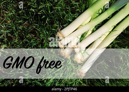 Konzept der GVO-freien Kultur. Frischer, roher Lauch auf grünem Gras im Freien, über der Aussicht Stockfoto