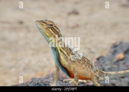 Superbe Fächereidechse (sarada Suparba), endemisch zu westlichen Ghats, satara maharashtra indien Stockfoto