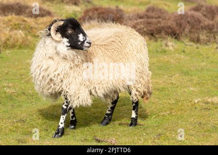 Nahaufnahme eines schönen, jungen Daleszuchtschafs im Frühling. Blick nach rechts und freies Roaming auf einem bewirtschafteten Moorland mit grünem Gras und heißem Hintergrund. Stockfoto