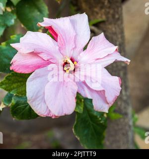 Schuh schwarze Pflanze mit einem natürlichen Hintergrund. Auch Hibiscus rosa Sinensis, chinesischer Hibiskus, Chinarose, Hawaiianischer Hibiskus, Rosenmalbe und Schoeb genannt Stockfoto