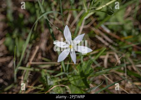 Weiße Frühlingsblume, Stern von Bethlehem Blume Stockfoto