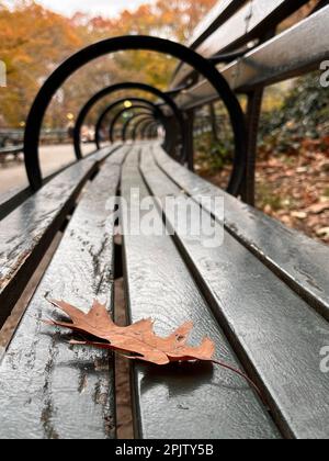 Eine leere Parkbank mit einem Weg, der von ihr wegführt, steht inmitten eines Teppichs aus heruntergefallenen Blättern Stockfoto