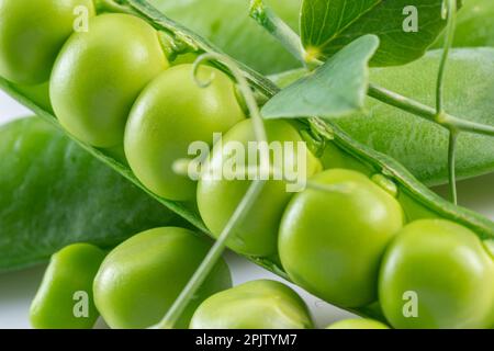 Reihen von perfekten grünen Erbsen in Hülsen Nahaufnahme. Stockfoto