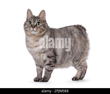 Süße Erwachsene silberne Tortie Kurilian Bobtail Katze, stehende Seitenweiden. Mit grünen Augen neben die Kamera. Isoliert auf weißem Hintergrund. Stockfoto