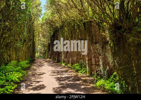 Ungewöhnliche Baumzweige bilden sich über einen schmalen Durchgang zwischen Felsen im Anaga Rural Park. Camino viejo al Pico del Inglés. Teneriffa. Stockfoto