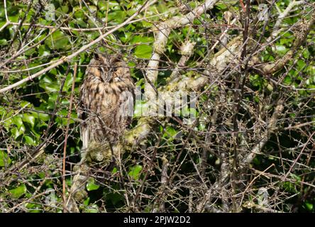 Eine wilde langohrige Eule (ASIO otus), die tagsüber in Norfolk ruht Stockfoto