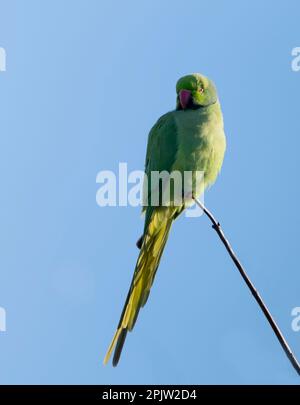 Ein wilder Ringhalssittich, hoch oben in einem Baum eines Warwickshire-Gartens Stockfoto