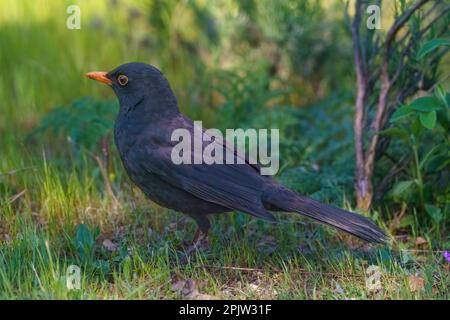 Raven saß auf dem Boden und forschte und schaute im Frühling auf das Gras Stockfoto