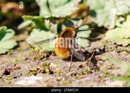 Fütterung von Bienenfliegen mit dunklen Kanten (Bombylius Major), Sussex, Großbritannien Stockfoto