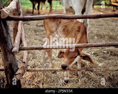Thailändische Kühe am frühen Morgen in der thailändischen Landschaft. Stockfoto