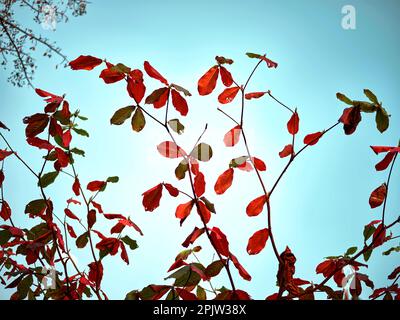 Malabarbaum die Blätter beginnen im Herbst rot zu werden. Stockfoto