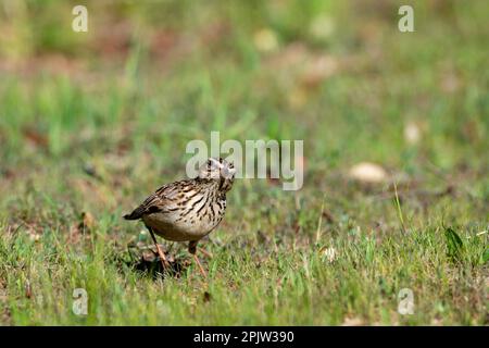 Sängerspatz auf dem Boden, der nach Essen sucht Stockfoto