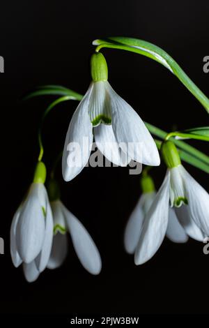 Wunderschöne weiße Blumen, Schneetropfen oder Galanthus-Strauß in Vase, Nahaufnahme auf schwarzem Hintergrund. Dunkle stimmungsvolle Blumentapete. Frühjahrsfeiertagsgrüße. Stockfoto