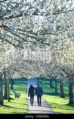 Brighton UK 4. April 2023 - Wanderer genießen die wunderschöne Frühlingsblüte und den Sonnenschein im Hove Park , Brighton heute früh am Morgen, da für die nächsten Tage ein ruhigeres Wetter vorhergesagt wird : Credit Simon Dack / Alamy Live News Stockfoto