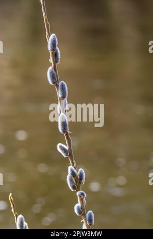 Willow Salix Caprea Zweig mit Mänteln, flauschige Weidenblumen. Ostern. Palmsonntag. Ziege Willow Salix caprea im Park, Willow Salix caprea verzweigt sich mit Stockfoto