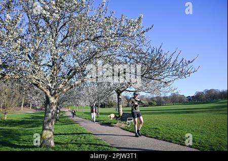 Brighton UK 4. April 2023 - Wanderer genießen die wunderschöne Frühlingsblüte und den Sonnenschein im Hove Park , Brighton heute früh am Morgen, da für die nächsten Tage ein ruhigeres Wetter vorhergesagt wird : Credit Simon Dack / Alamy Live News Stockfoto