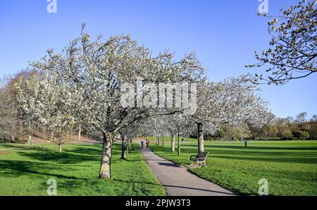 Brighton UK 4. April 2023 - Wanderer genießen die wunderschöne Frühlingsblüte und den Sonnenschein im Hove Park , Brighton heute früh am Morgen, da für die nächsten Tage ein ruhigeres Wetter vorhergesagt wird : Credit Simon Dack / Alamy Live News Stockfoto