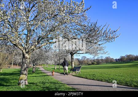 Brighton UK 4. April 2023 - Wanderer genießen die wunderschöne Frühlingsblüte und den Sonnenschein im Hove Park , Brighton heute früh am Morgen, da für die nächsten Tage ein ruhigeres Wetter vorhergesagt wird : Credit Simon Dack / Alamy Live News Stockfoto