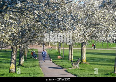 Brighton UK 4. April 2023 - Wanderer genießen die wunderschöne Frühlingsblüte und den Sonnenschein im Hove Park , Brighton heute früh am Morgen, da für die nächsten Tage ein ruhigeres Wetter vorhergesagt wird : Credit Simon Dack / Alamy Live News Stockfoto