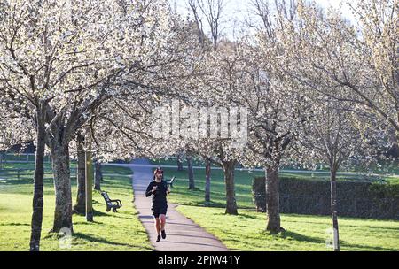 Brighton UK 4. April 2023 - Ein Läufer genießt die wunderschöne Frühlingsblüte und den Sonnenschein im Hove Park , Brighton heute früh am Morgen, da für die nächsten Tage ein ruhigeres Wetter vorhergesagt wird : Credit Simon Dack / Alamy Live News Stockfoto