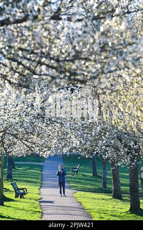 Brighton UK 4. April 2023 - Wanderer genießen die wunderschöne Frühlingsblüte und den Sonnenschein im Hove Park , Brighton heute früh am Morgen, da für die nächsten Tage ein ruhigeres Wetter vorhergesagt wird : Credit Simon Dack / Alamy Live News Stockfoto