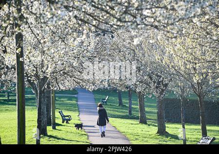 Brighton UK 4. April 2023 - Wanderer genießen die wunderschöne Frühlingsblüte und den Sonnenschein im Hove Park , Brighton heute früh am Morgen, da für die nächsten Tage ein ruhigeres Wetter vorhergesagt wird : Credit Simon Dack / Alamy Live News Stockfoto