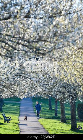 Brighton UK 4. April 2023 - Wanderer genießen die wunderschöne Frühlingsblüte und den Sonnenschein im Hove Park , Brighton heute früh am Morgen, da für die nächsten Tage ein ruhigeres Wetter vorhergesagt wird : Credit Simon Dack / Alamy Live News Stockfoto