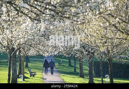 Brighton UK 4. April 2023 - Wanderer genießen die wunderschöne Frühlingsblüte und den Sonnenschein im Hove Park , Brighton heute früh am Morgen, da für die nächsten Tage ein ruhigeres Wetter vorhergesagt wird : Credit Simon Dack / Alamy Live News Stockfoto