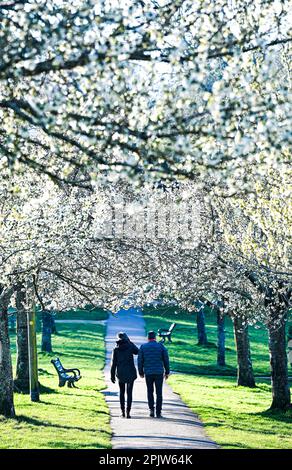 Brighton UK 4. April 2023 - Wanderer genießen die wunderschöne Frühlingsblüte und den Sonnenschein im Hove Park , Brighton heute früh am Morgen, da für die nächsten Tage ein ruhigeres Wetter vorhergesagt wird : Credit Simon Dack / Alamy Live News Stockfoto