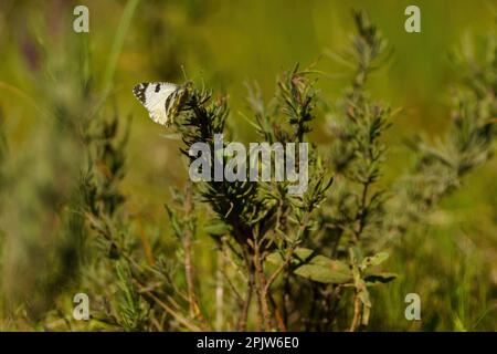 Schwarz-weißer Schmetterling auf grüner Pflanze Stockfoto