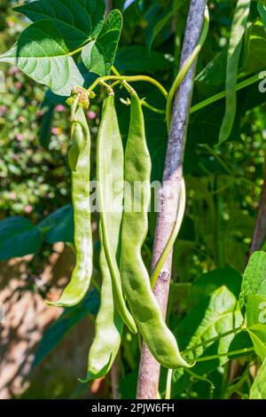 Spargelbohnen. Die Bohnenschoten auf der Pflanze aus nächster Nähe. Heimgärtnern Stockfoto