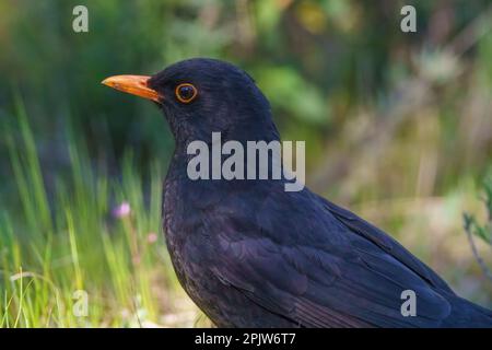 Raven saß auf dem Boden und forschte und schaute im Frühling auf das Gras Stockfoto