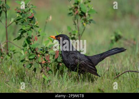 Raven saß auf dem Boden und forschte und schaute im Frühling auf das Gras Stockfoto